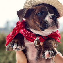 Load image into Gallery viewer, Custom Dog Tags